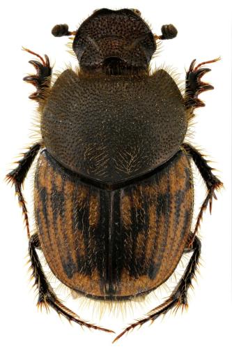Onthophagus maki